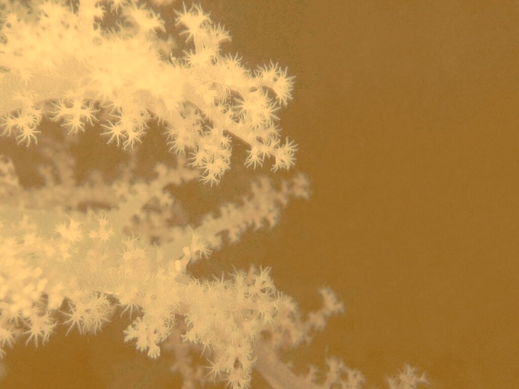 Кораллы обои