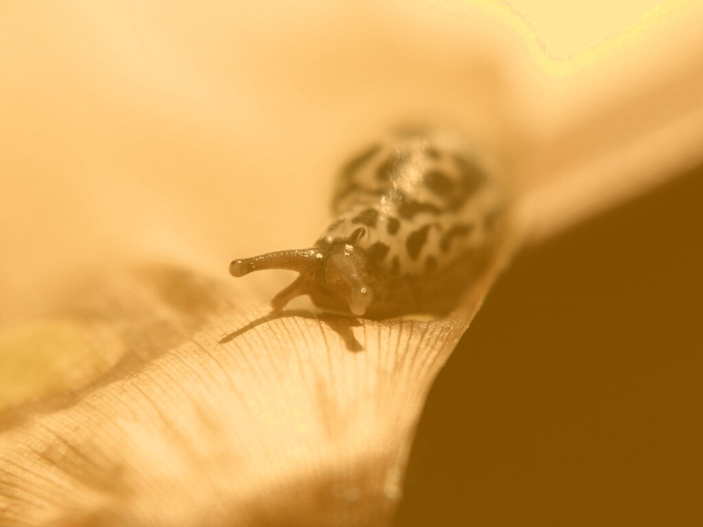 Ползущая улитка обои