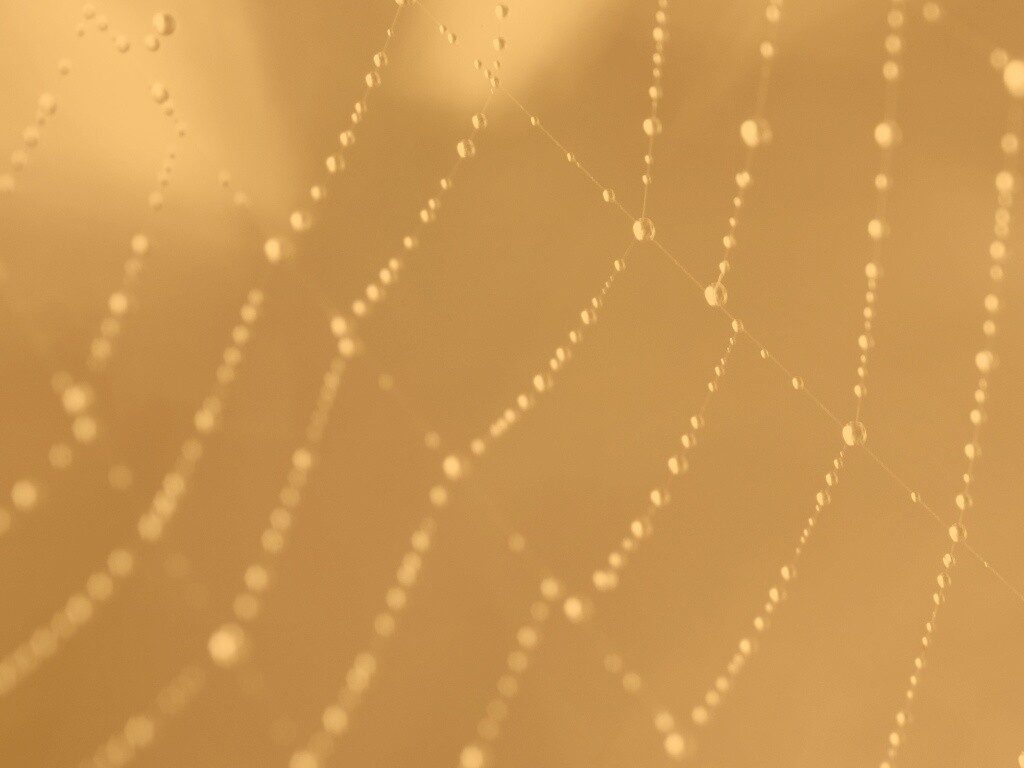 Паучья сеть обои