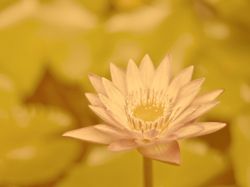 Фиолетовый цветок обои