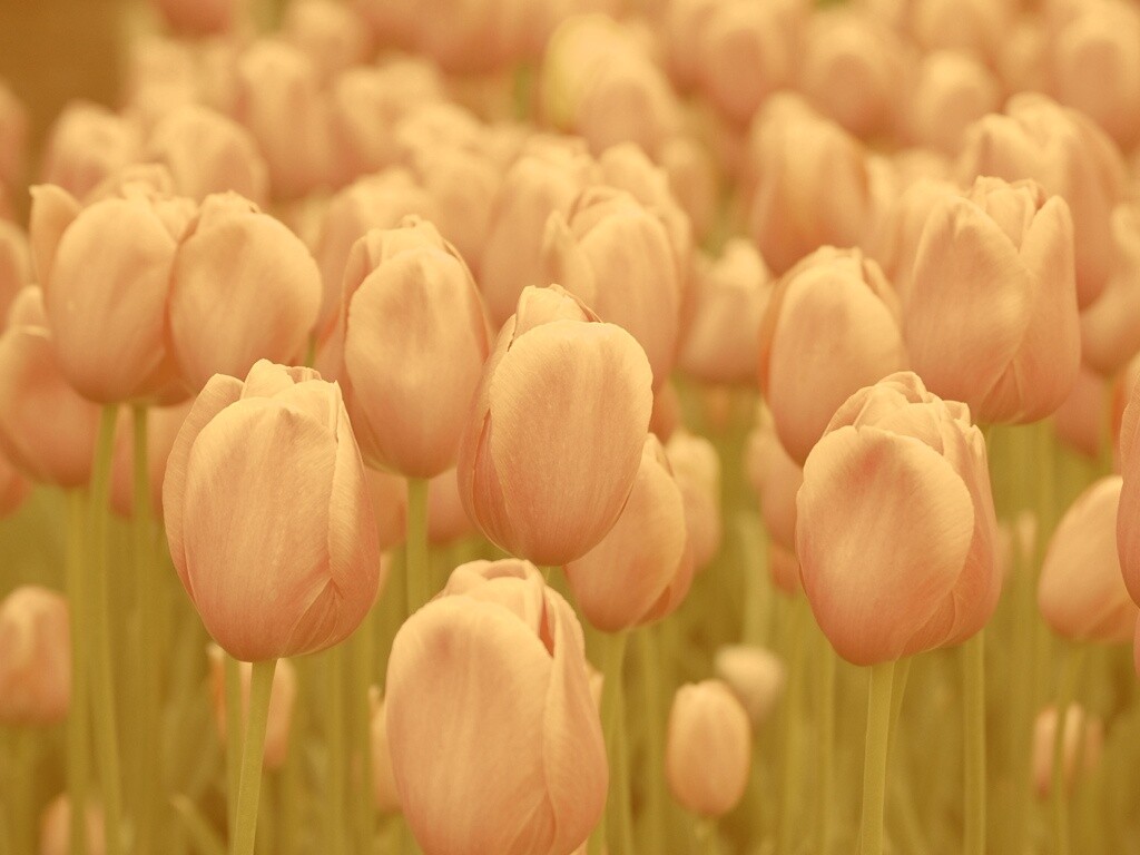 Море розовых тюльпанов обои