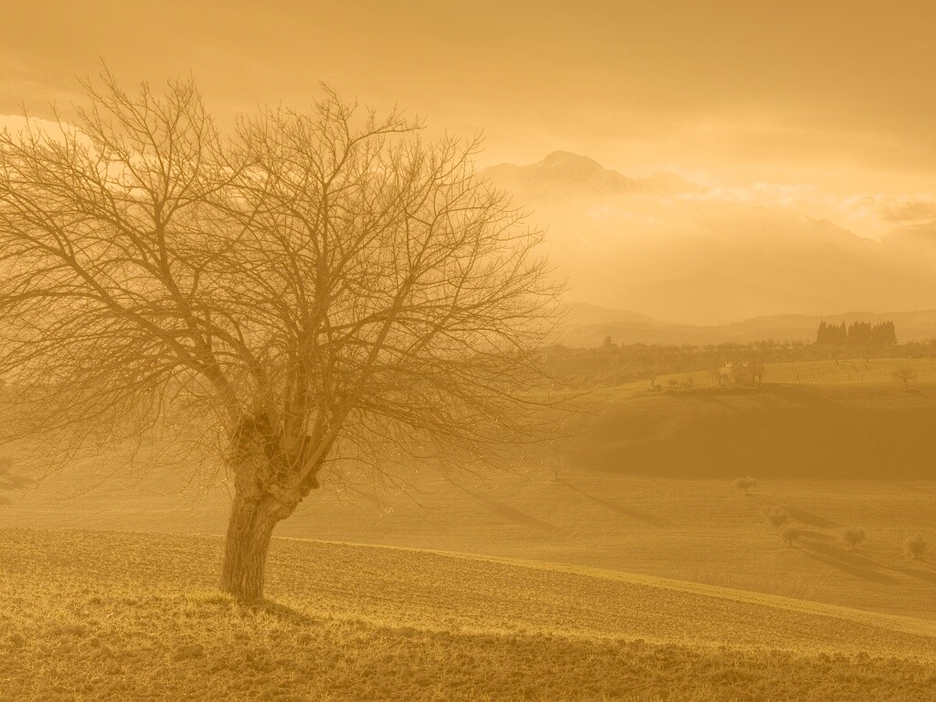 Дерево и горы обои