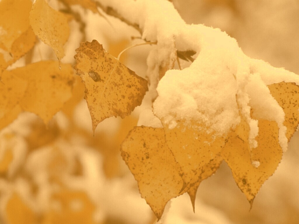 Первый снег обои