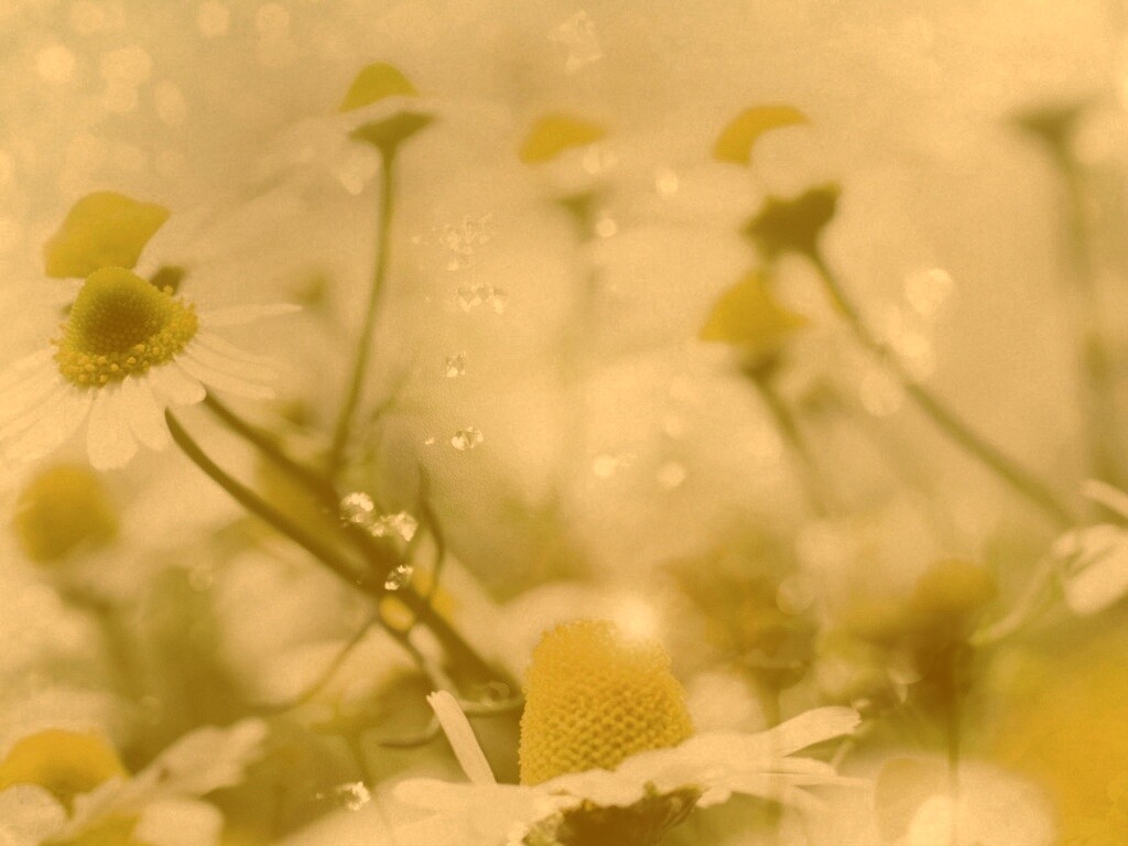 Летние цветы в лучах света обои