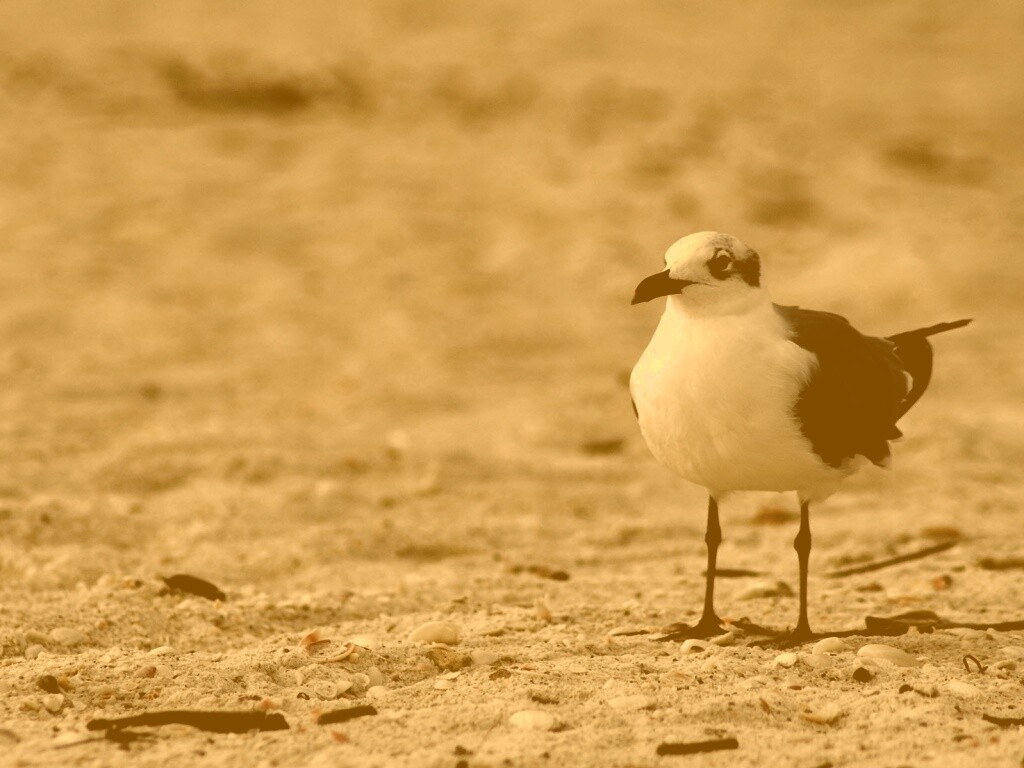 Важная чайка обои