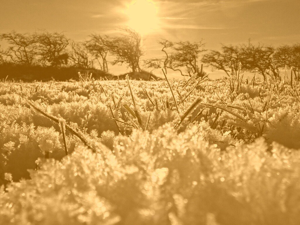 Утренний мороз обои