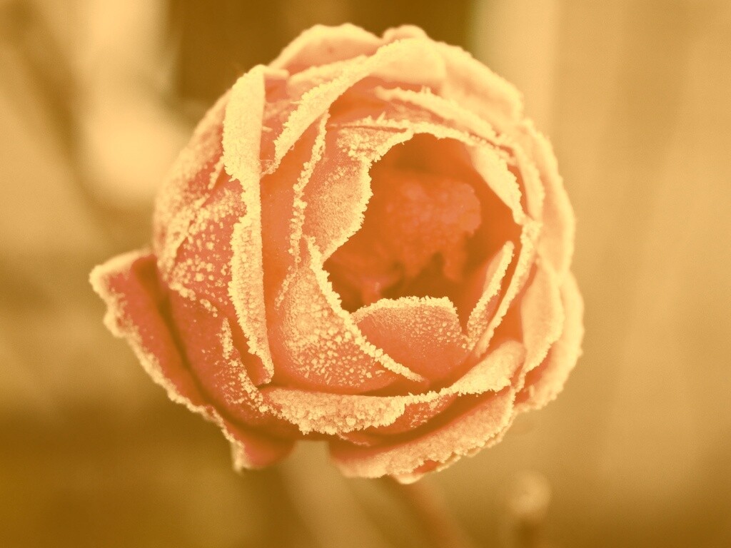 Роза в иние обои