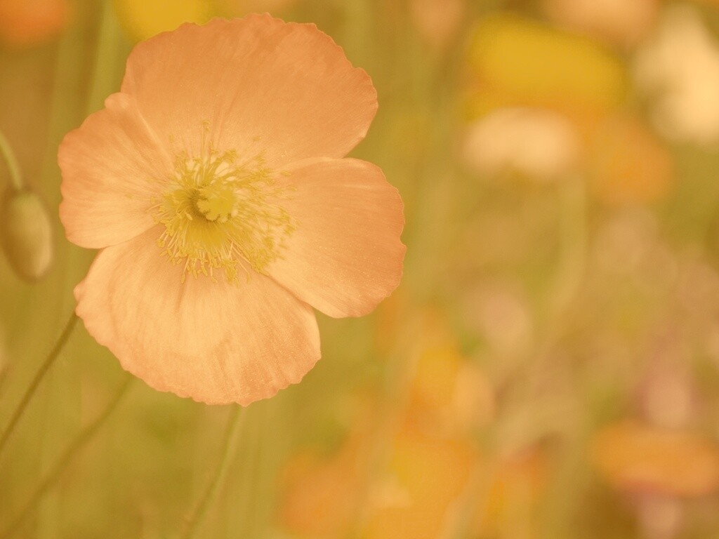 Красивый красный цветок обои