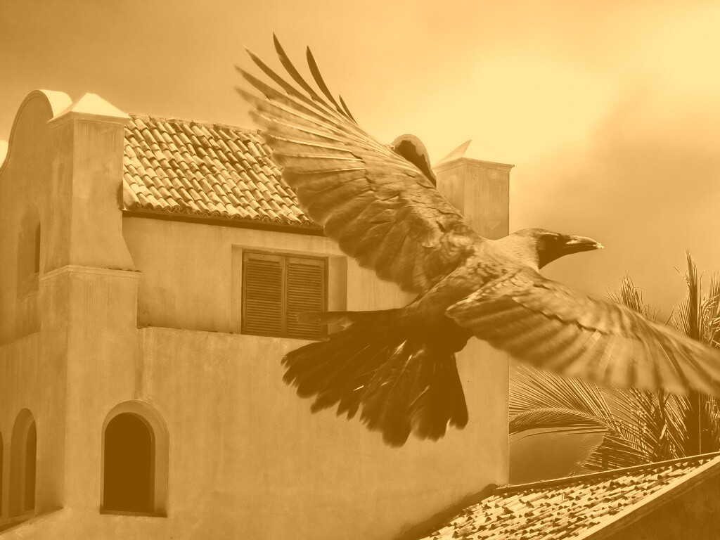 Полёт ворона обои