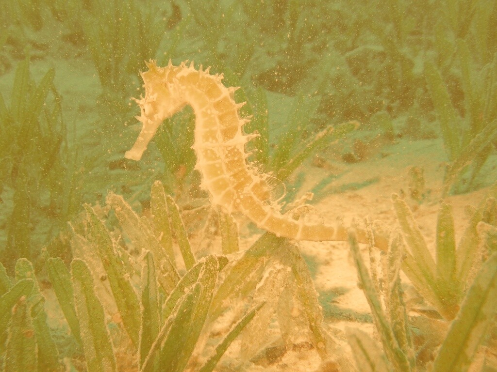 Морской конек обои