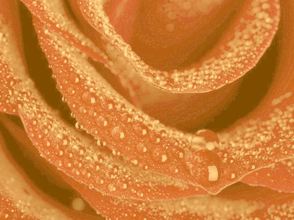 Роза в каплях обои