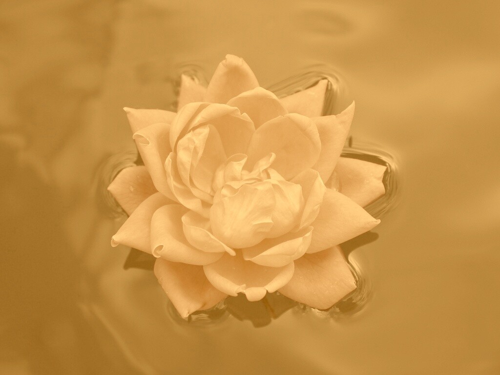 Красивый цветок на воде обои