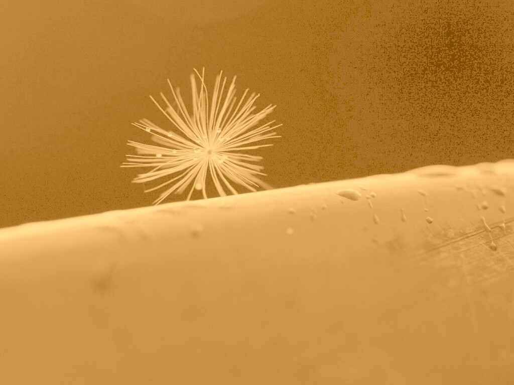 Прилипшая пушинка обои