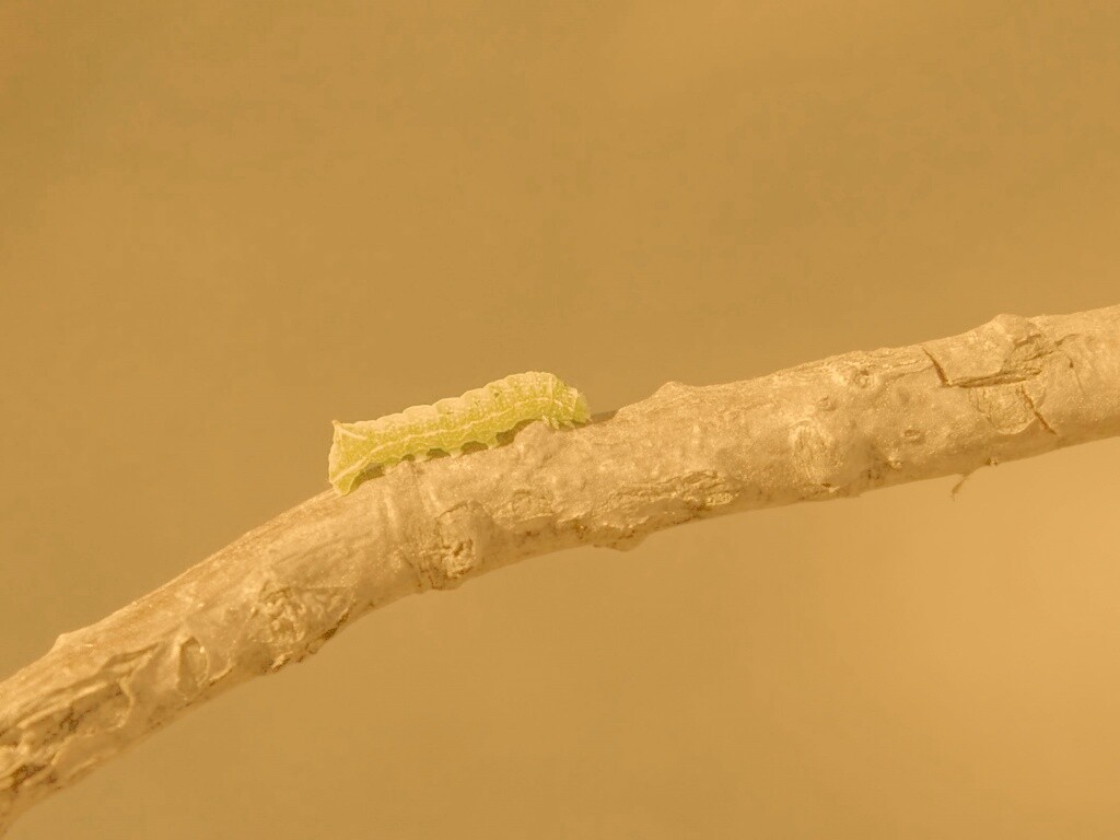 Гусеница на ветке обои