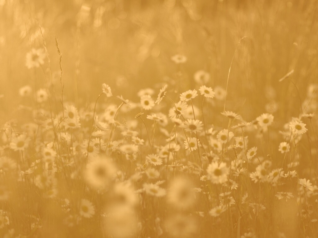 Поле ромашек обои