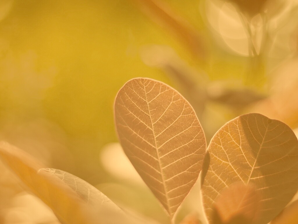 Красные листья обои