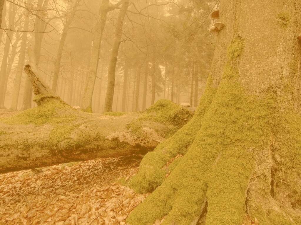 Дерево, поросшее мхом обои
