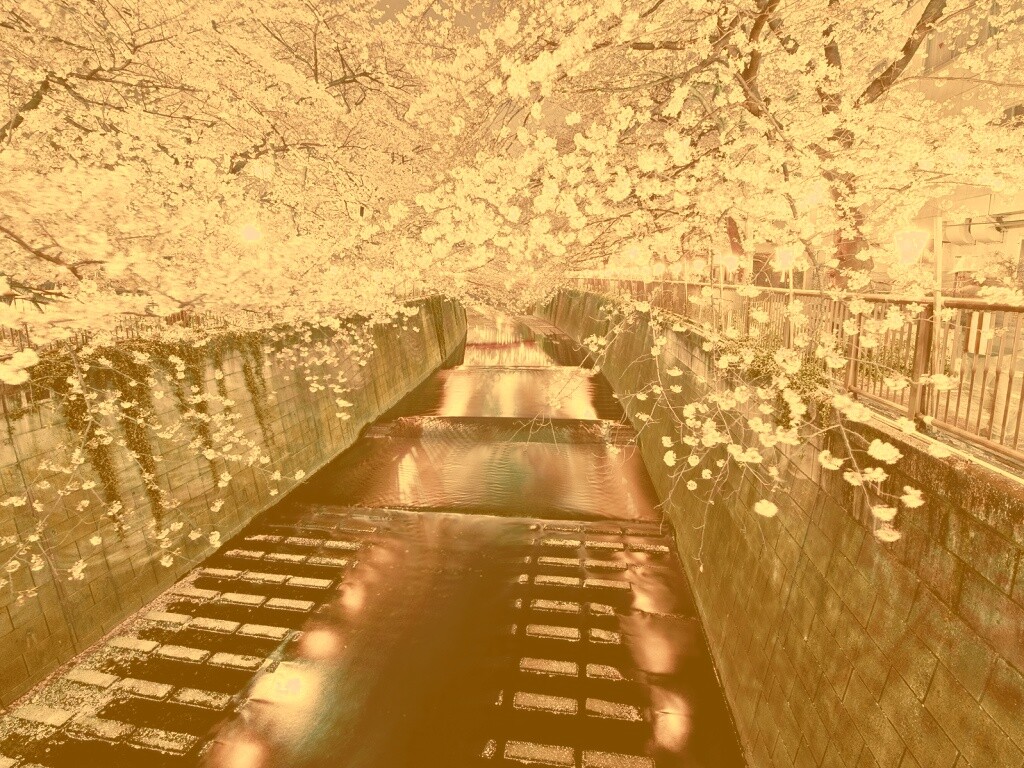 Река и цветение сакуры обои