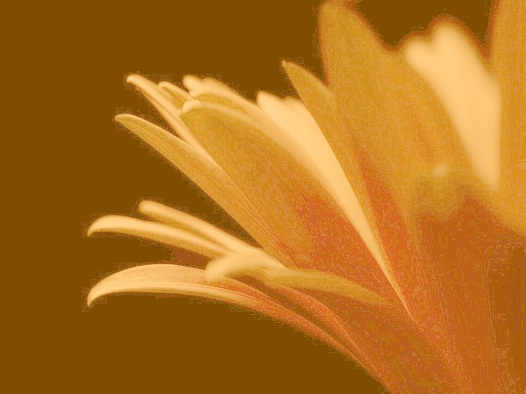 Гербера обои