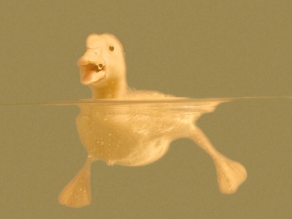 Утёнок в воде обои