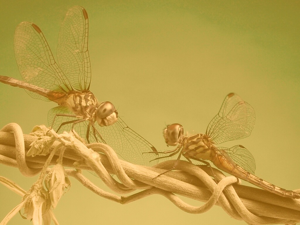 Две стрекозы обои
