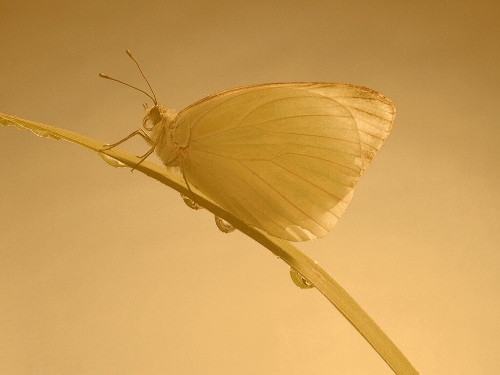 Жёлтая бабочка на стебельке обои