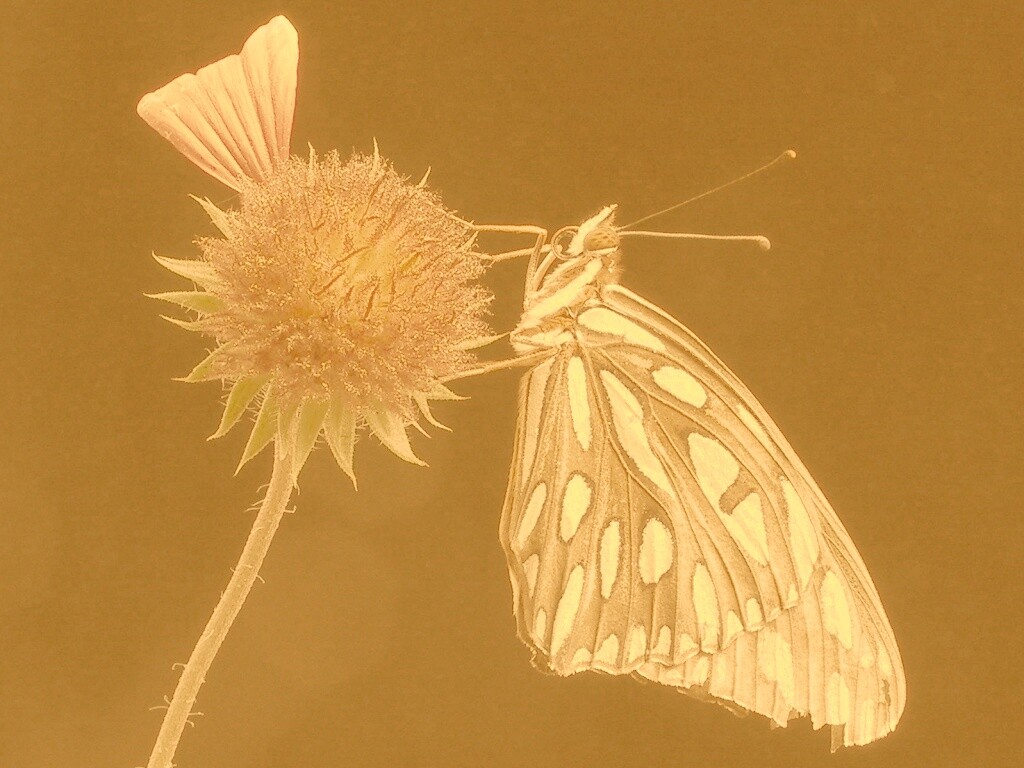 Бабочка на цветке обои