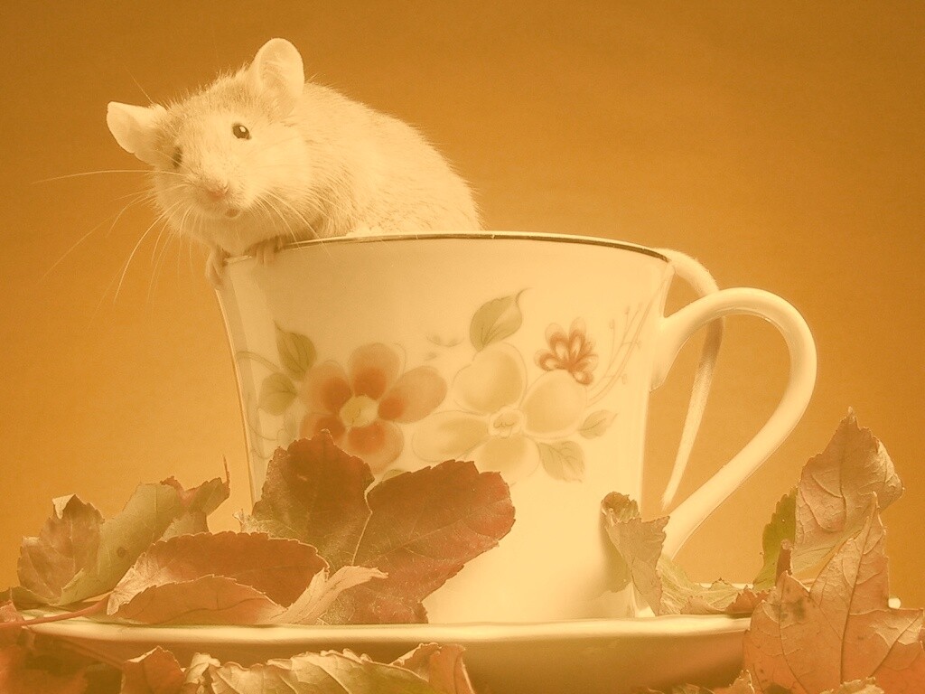 Мышонок выбирается из чашки обои