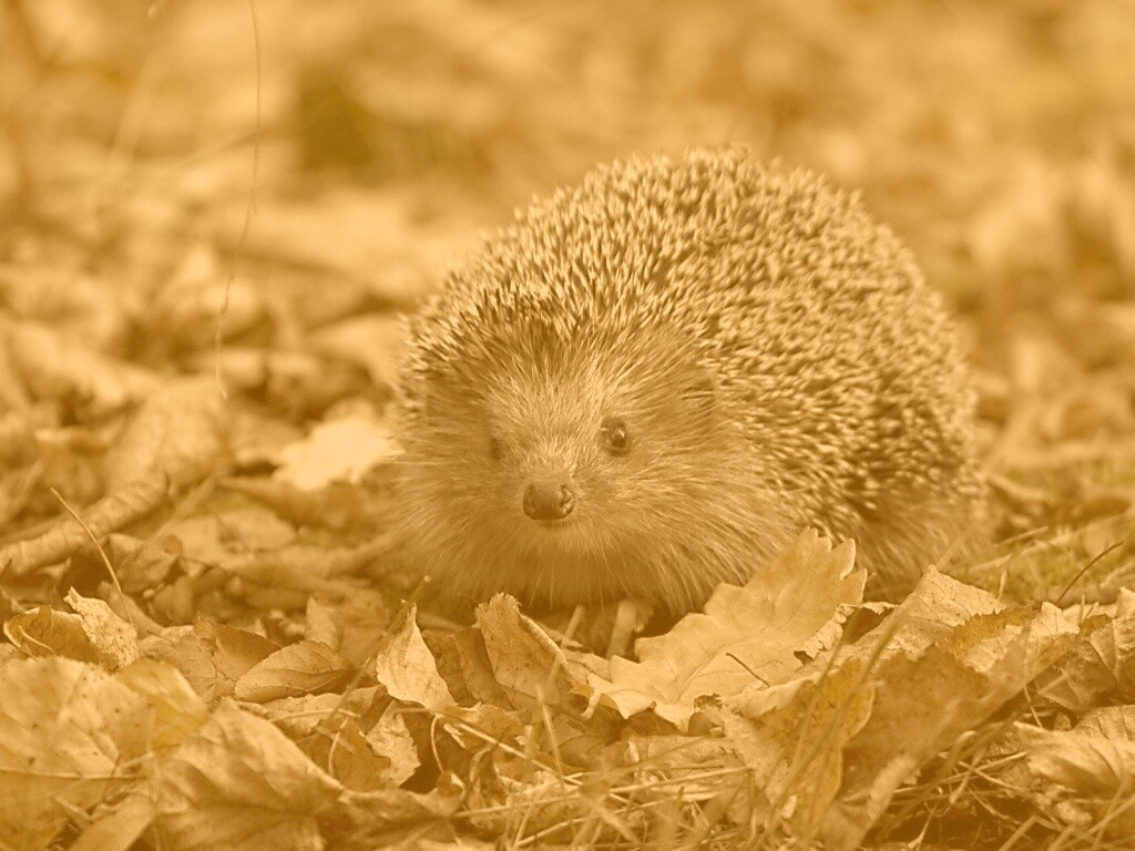 Ежик в осенней листве обои