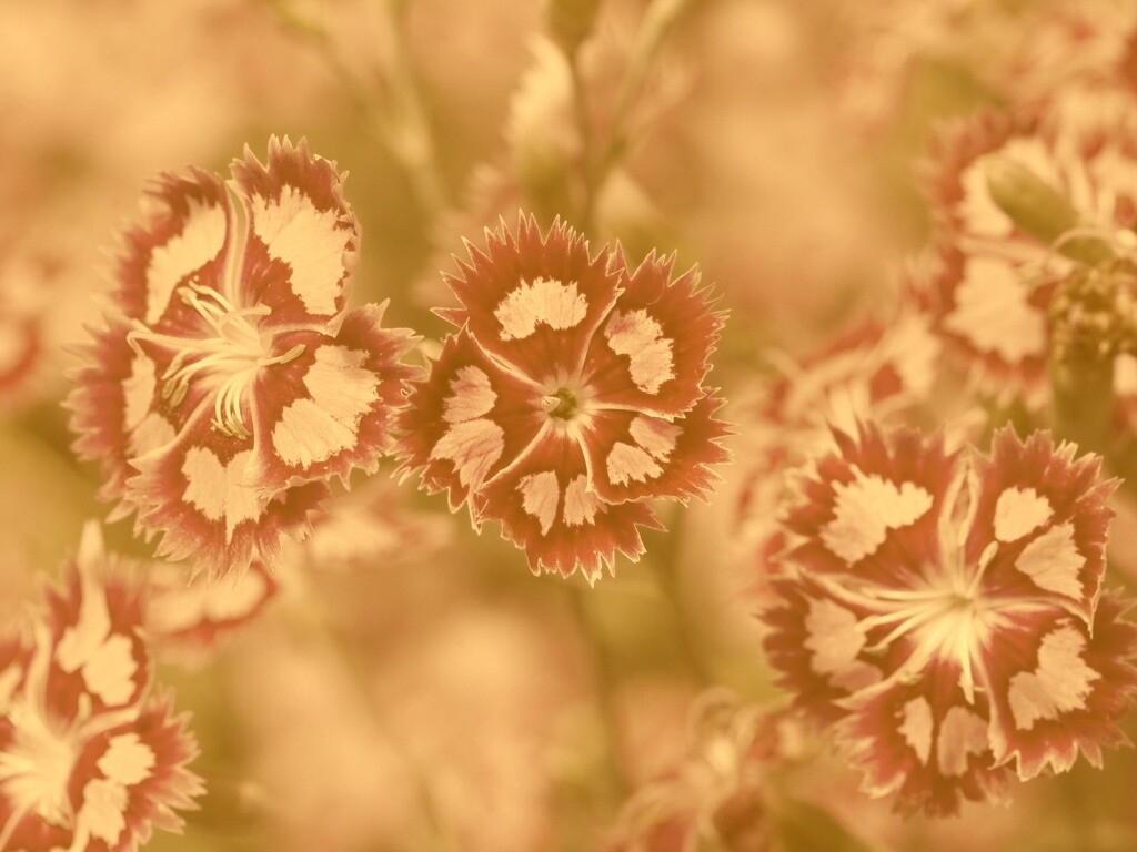 Неизвестные науке цветы обои