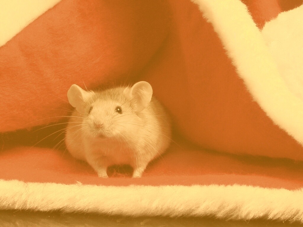 Толстый новогодний мышонок обои