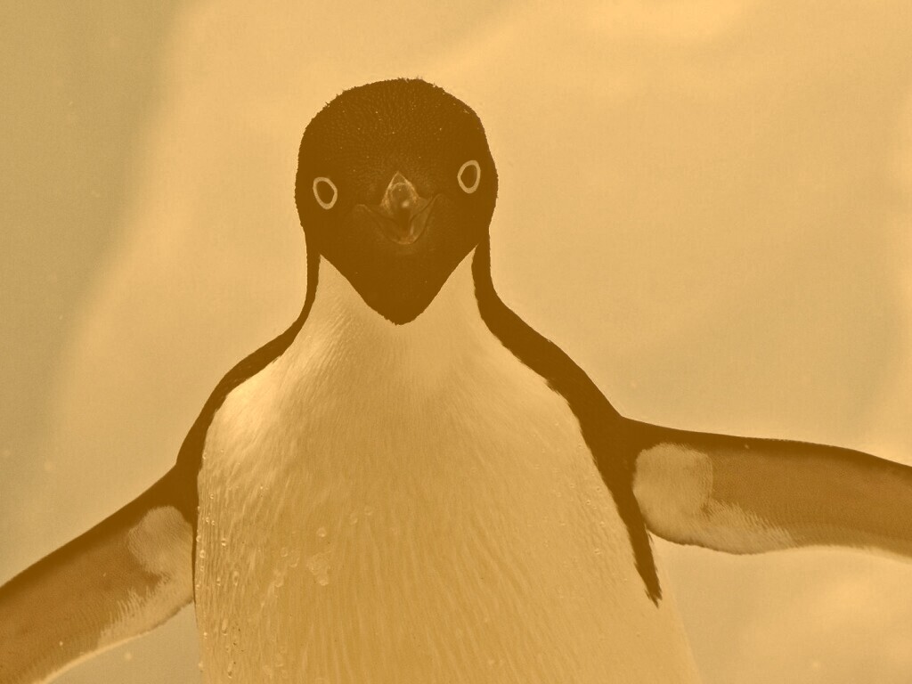 Пингвин обои