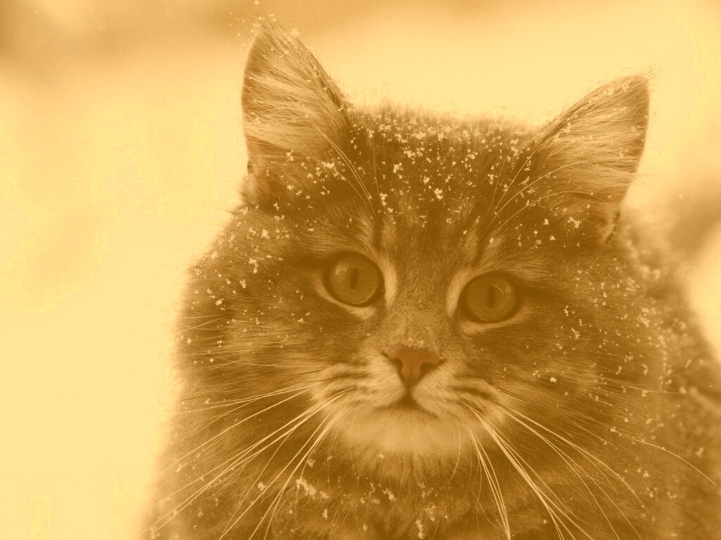 Кот в снегу обои