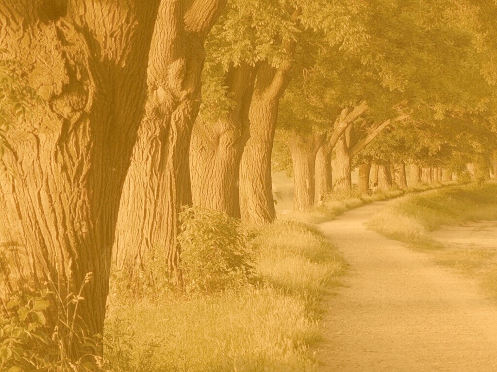 Аллея старых раскидистых деревьев обои