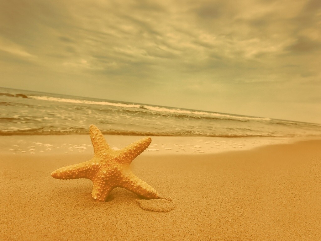 Морская звезда в песке обои