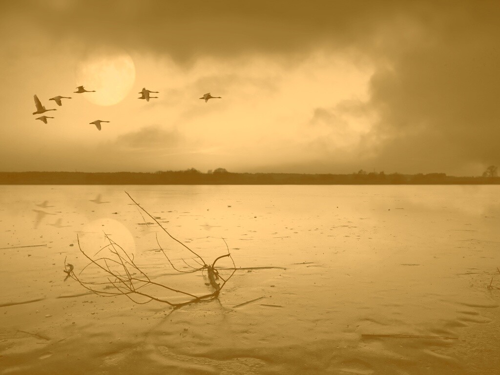 Полет птиц над озером обои