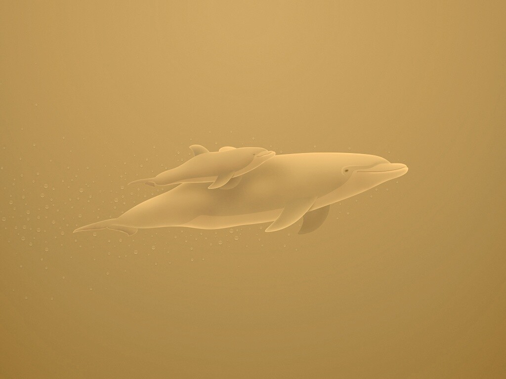 Дельфин и дельфиненок обои
