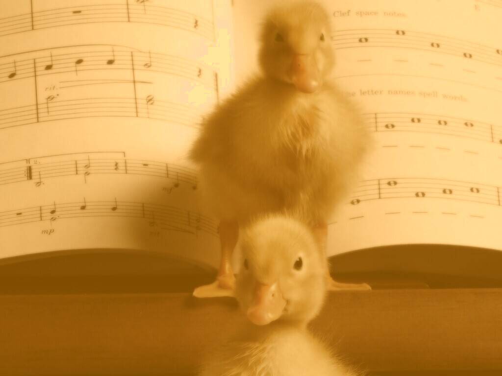 Музыкальные утята обои