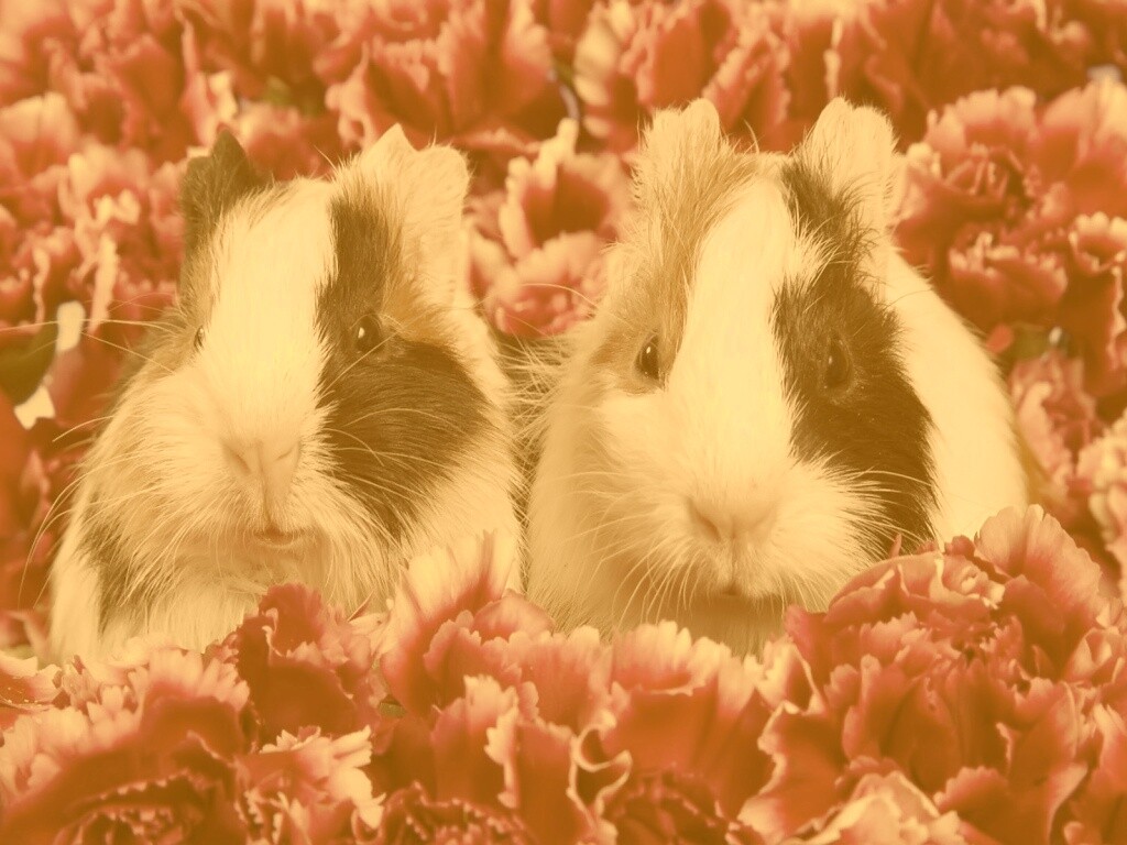 Морские свинки в гвоздиках обои