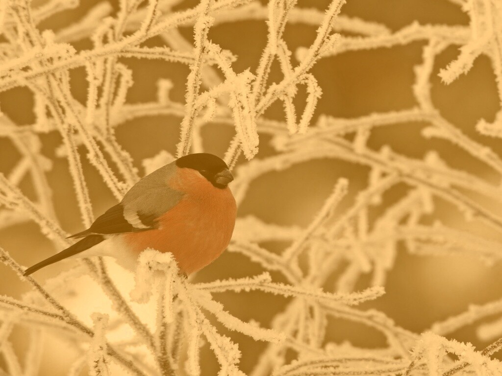 Снегирь на ветке обои