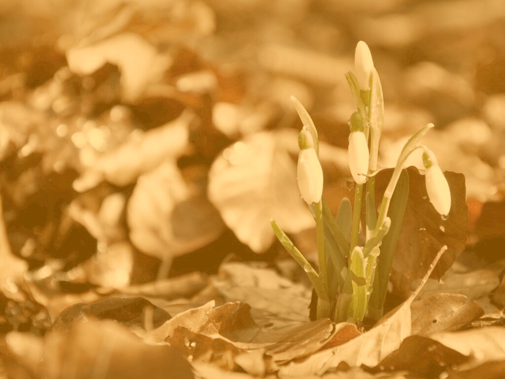 Первые весенние цветы обои