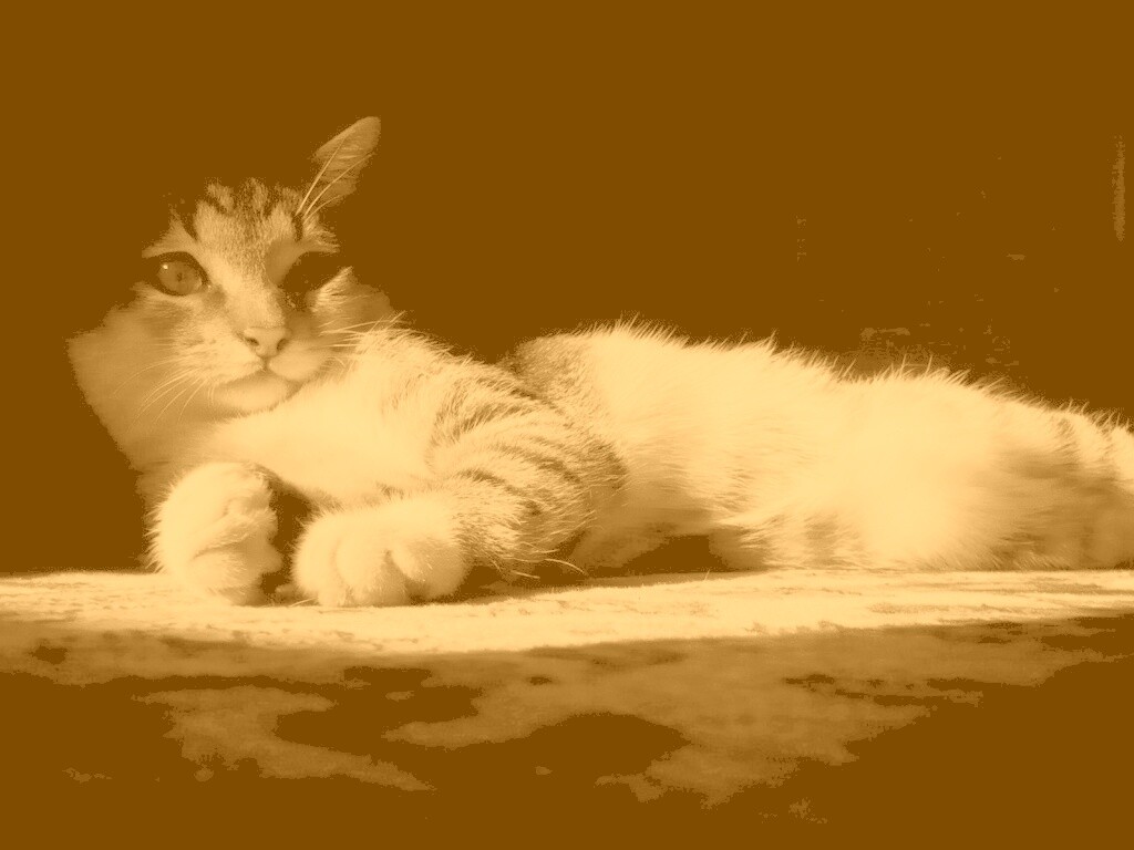 Котик в тени обои