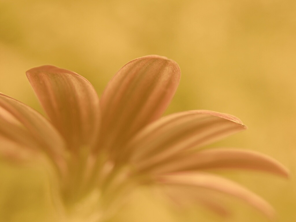 Макро фото цветка обои