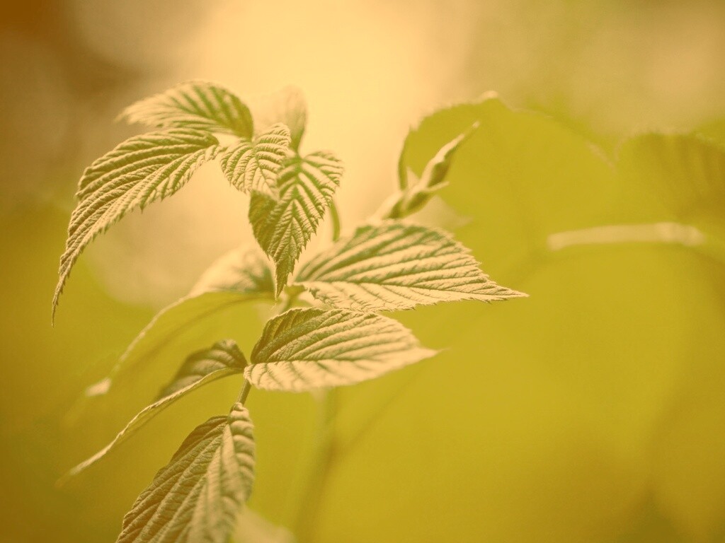 Листья малины обои