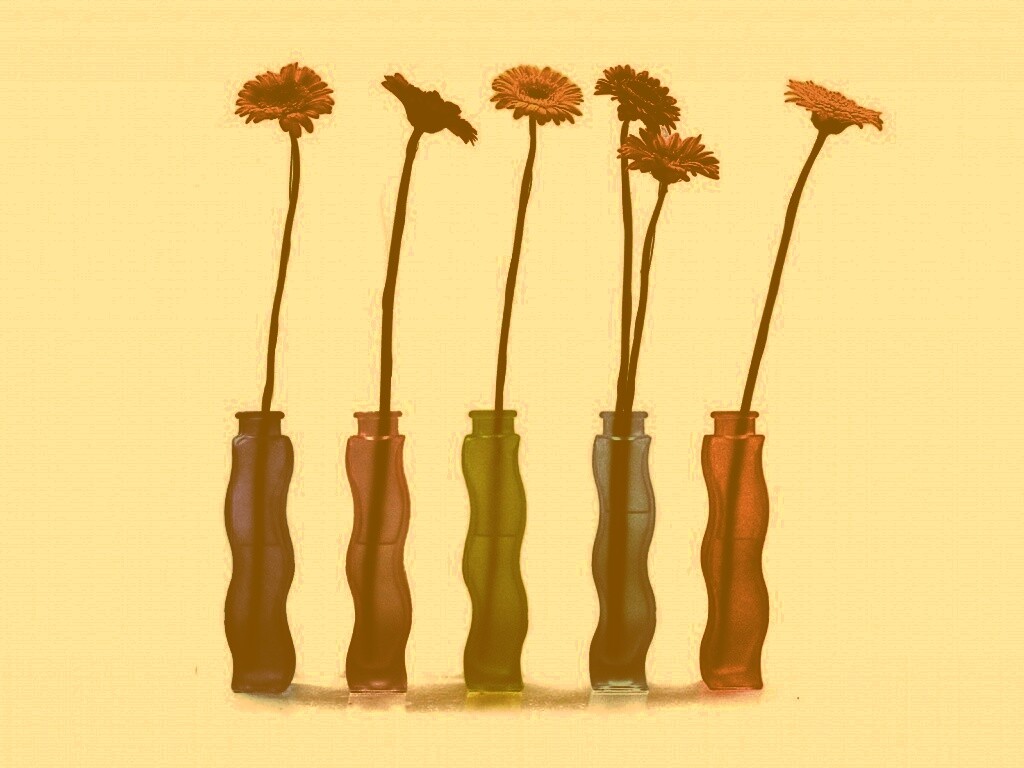 Герберы в изогнутых вазах обои