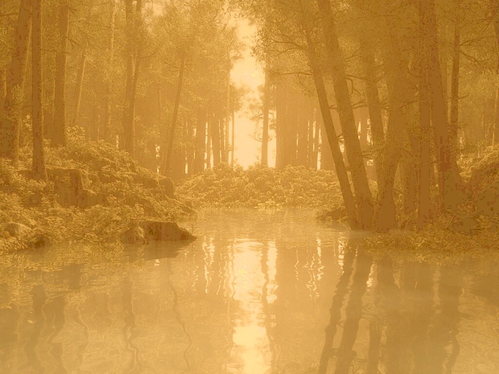 Болото в лесу обои