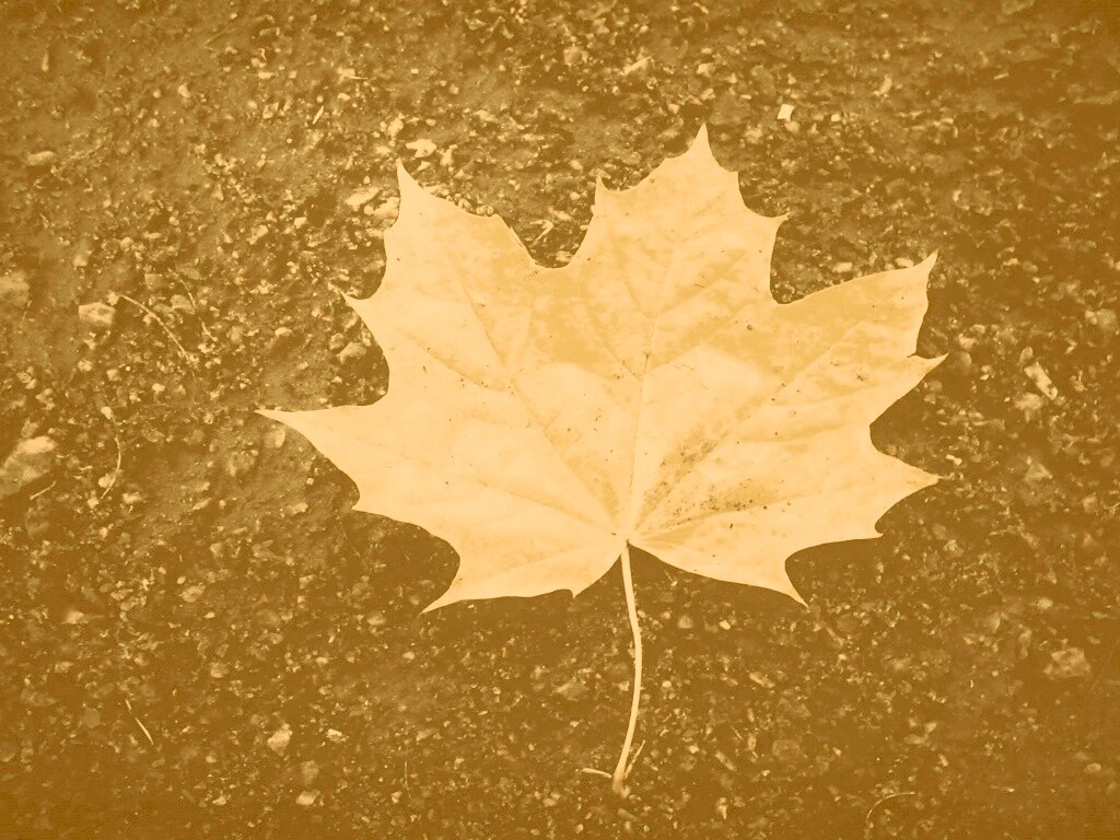 Желтый лист обои