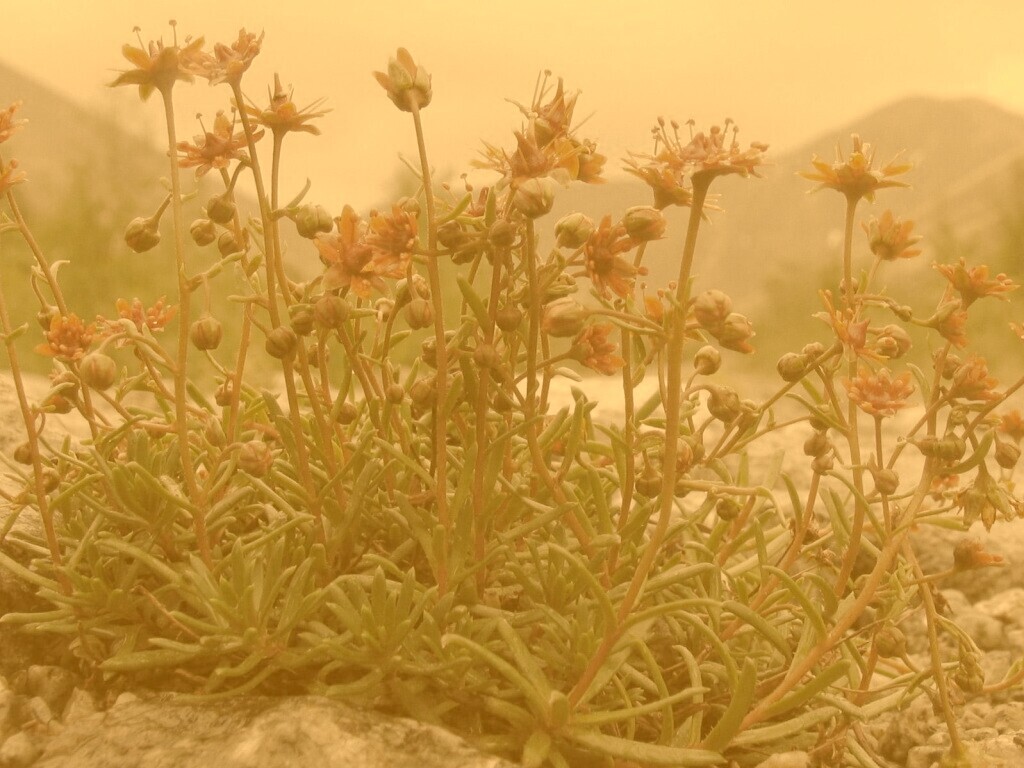 Горные цветы обои