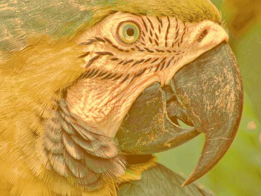 Попугай обои