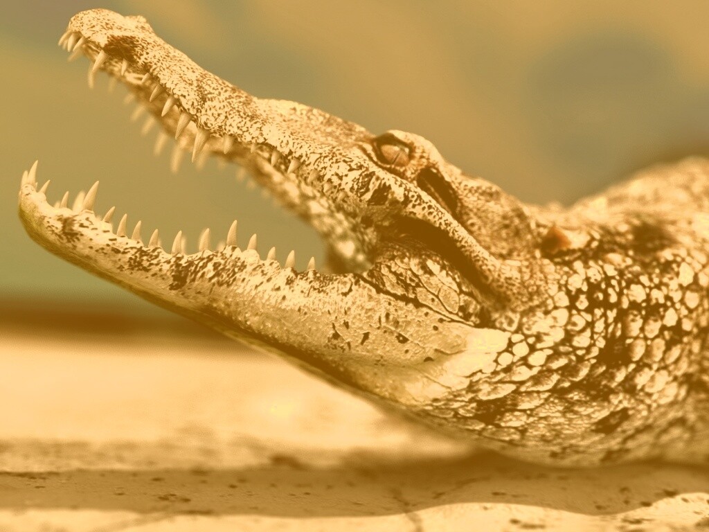 Крокодил разинул пасть обои